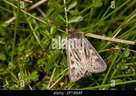 Geweih Moth (Cerapteryx graminis), männlich, auf Vegetation ruhend, Ingleborough, Yorkshire Dales N.P., North Yorkshire, England, Vereinigtes Königreich Stockfoto