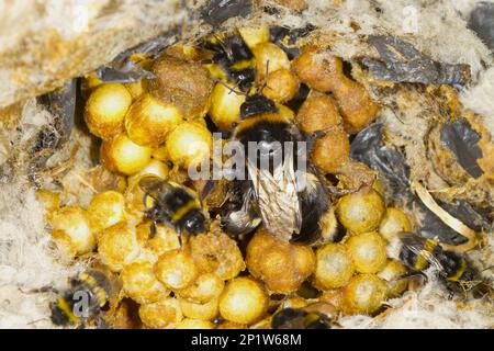 Ausgewachsene weibliche Königin und Arbeiterinnen, in Nest, Powys, Wales, Vereinigtes Königreich Stockfoto