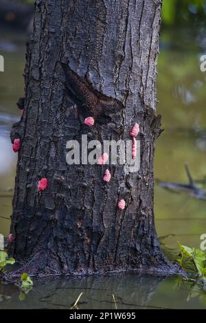 Kanalisierte Applesnail (Pomacea canaliculata) führte invasive Arten ein, Eier auf dem Stamm des überfluteten Waldbaums, Palawan, Philippinen Stockfoto