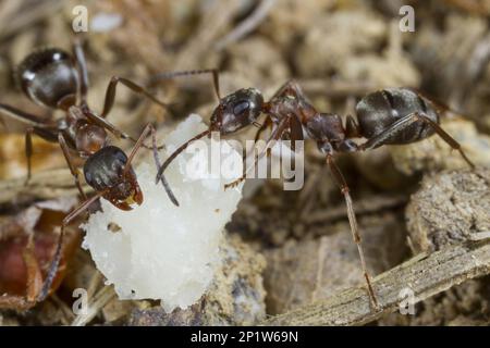 Ameise mit rotem Stachel (Formica rufibarbis) zwei Erwachsene Arbeiter, die sich beim Köder ernähren, Ariege Pyrenäen, Midi-Pyrenäen, Frankreich Stockfoto