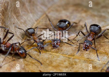 Southern Wood Ant (Formica rufa) vier Erwachsene Arbeiter, füttern Zuckerwasserköder, Shropshire, England, Vereinigtes Königreich Stockfoto
