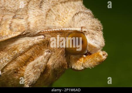 Winkelschattierungen (Phlogophora meticulosa) Erwachsene, Nahaufnahme des Kopfes, im Garten, Sowerby, North Yorkshire, England, Vereinigtes Königreich Stockfoto