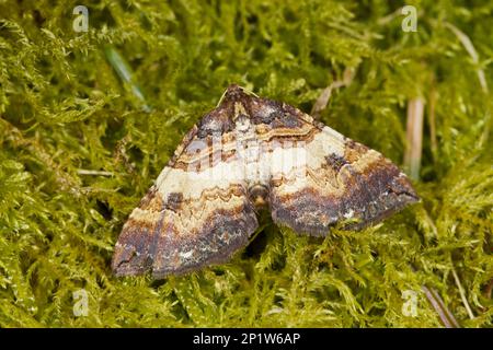 Anticlea badiata, Wildrosen-Blattrüpfer (Geometridae), Purpurbrauner Rosenblattrüpfer, Schwarzbanderrosen-Blattrüpfer, Insekten, Motten, Schmetterlinge Stockfoto