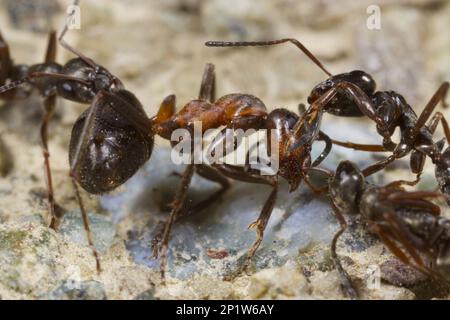 Wood Ant (Formica lemani) adult Workers, Attacking Hairy Wood Ant (Formica lugubis) adult Worker, Shropshire, England, Vereinigtes Königreich Stockfoto