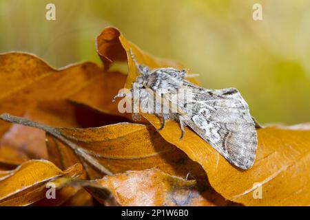 Bluehead, Figuren von acht (Diloba caeruleocephala), Spectacled Bird, Spectacled Birds, Insekten, Motten, Schmetterlinge, Tiere, andere Tiere, Figur Stockfoto