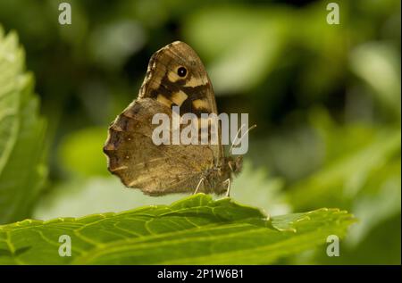 Gesprenkeltes Holz (Pararge Aegeria), Erwachsene, erste Frühjahrsgeneration, ruht auf Blättern im Garten, England, Großbritannien Stockfoto