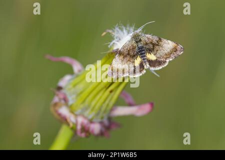 Kleiner gelber Unterflügel (Panemeria tenebrata), Eulenmotte (Noctuidae), Insekten, Motten, Schmetterlinge, Tiere, Andere Tiere, Kleine Gelbe Untertasse Stockfoto