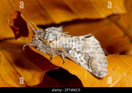 8 Erwachsene (Diloba caeruleocephala), die zwischen gefallenen Blättern liegen, Powys, Wales, Vereinigtes Königreich Stockfoto