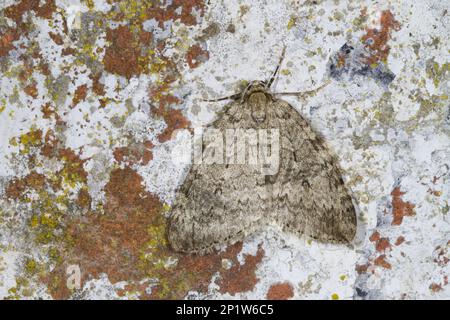 Waldmotten (Geometridae), Waldmotten, Insekten, Motten, Schmetterlinge, Tiere, andere Tiere, November Motte (Epirrita dilutata), ausgewachsen, ruhen sich aus Stockfoto