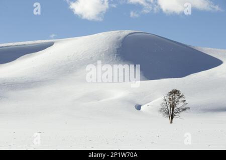 Blick auf einsame Bäume und Schneeverwehungen, Wyoming, USA Stockfoto