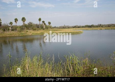 Blick über den Fluss an der Grenze zu Mexiko, Rio Grande, Bentsen-Rio Grande Valley State Park, Texas, USA Stockfoto