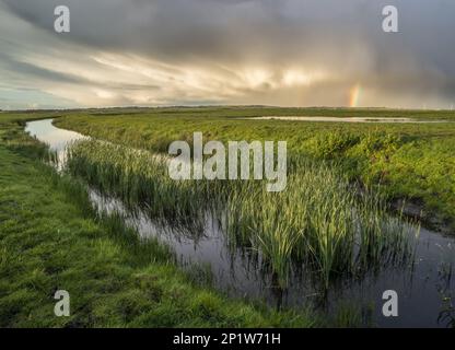 Regenwolken und Regenbogen über Küstenstreifen im Sumpfgebiet, Elmley Marshes N.N.R., North Kent Marshes, Insel Sheppey, Kent, England, Vereinigtes Königreich Stockfoto