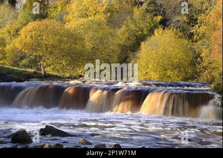 Blick auf den Wasserfall und Bäume mit herbstfarbenen Blättern, Wain Wath Force, River Swale, in der Nähe von Keld, Swaledale, Yorkshire Dales N.P., North Yorkshire Stockfoto