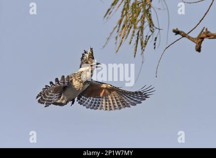 Kammfischer (Megaceryle Lugubris), Königsfischer, Königsfischer, Tiere, Vögel, Crested Kingfisher Erwachsener, im Flug, schweben, Jim Corbett N. P. Stockfoto