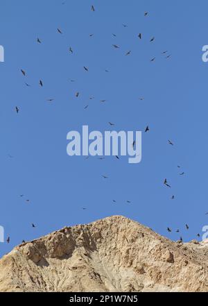 Bussard (Buteo buteo vulpinus), Herde im Flug, wandert über Felsen, Eilat, Israel Stockfoto