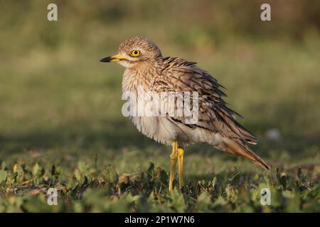 Eurasischer Steincurlew (Burhinus oedicnemus saharae), Erwachsener, mit Federgerüschen stehend, im Abendsonnenlicht, Agadir, Marokko Stockfoto