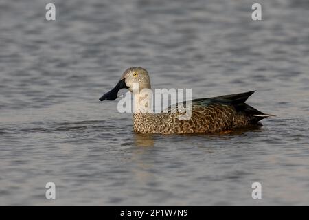 Cape Shoveler (Anas smithii) männlich, schwimmend, Südafrika Stockfoto