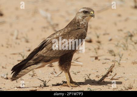 Steppe Buzzard, Steppe Buzzards, Buzzards, Raubvögel, Tiere, Vögel, Steppe-Bussard (Buteo buteo vulpinus), ausgewachsen, auf Sand stehend Stockfoto