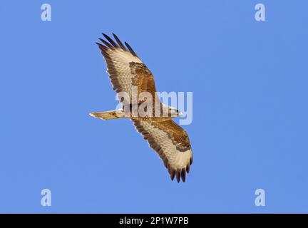 Steppe Buzzard, Steppe Buzzards, Buzzards, Greifvögel, Tiere, Vögel, Steppe gemeiner Bussard (Buteo buteo vulpinus), Erwachsene, im Flug, Eilat, Israel Stockfoto