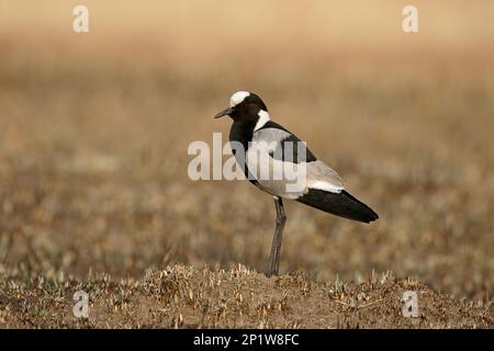 Hufschmied Plover (Vanellus armatus), Erwachsener, auf verbranntem Boden stehend, Südafrika Stockfoto