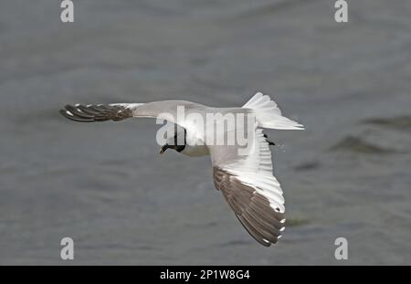 Sabine's Gull (Larus sabini) adult, Zucht Gefieder, Vagrant im Flug über den See, Pennington Flash, Greater Manchester, England, Großbritannien Stockfoto