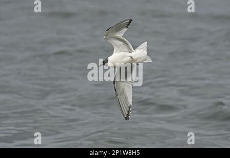 Sabine's Gull (Larus sabini) adult, Zucht Gefieder, Vagrant im Flug über den See, Pennington Flash, Greater Manchester, England, Großbritannien Stockfoto