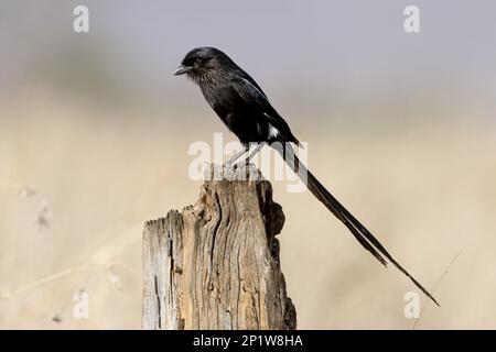 Elster-Shrike (Urolestes melanoleucus), Erwachsener, hoch oben auf dem Ast, Südafrika Stockfoto