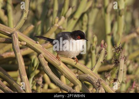 Sardinian Warbler (Sylvia melanocephala) männlich, männlich, hoch oben auf einem saftigen Stiel, nahe Agadir, Marokko Stockfoto