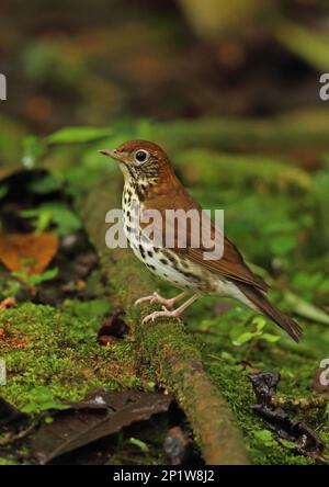 Holzsoor (Hylocichla mustelina), Erwachsener, sitzt auf moosbedecktem gefallenem Ast, Picacho N.P., Honduras Stockfoto