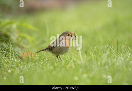Europäischer Robin (Erithacus rubecula), Erwachsener, Moos für Nestmaterial sammeln, Merseyside, England, Vereinigtes Königreich