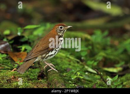 Holzsoor (Hylocichla mustelina), Erwachsener, sitzt auf moosbedecktem gefallenem Ast, Picacho N.P., Honduras Stockfoto