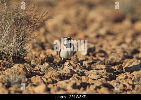 Temmincks Horned Lark (Eremophila bilopha), männlicher Erwachsener, singend, auf trockenem Boden stehend, Tagdilt Track, Marokko Stockfoto