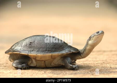 Eine seltene und bedrohte Art von Süßwasserschildkröte, die von der kritischen Bedrohung bedrohte Rote Island endemische Schlangenhalsschildkröte (Chelodina mccordi) wird in einer lizenzierten Ex-situ-Zuchteinrichtung in Jakarta, Indonesien, fotografiert. „Die Rote-Insel-Schildkröte mit Schlangenhalsausschnitt ist ein verblüffendes Beispiel dafür, wie nicht nachhaltiger Handel ganze Arten an den Rand des Aussterbens gebracht hat“, so Jim Breheny, Executive Vice President und Director des Bronx Zoo der Wildlife Conservation Society (WCS), veröffentlicht am 7. September 2022 im WCS Newsroom. Stockfoto