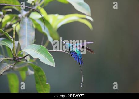 Blauäugiger Saphir (Chlorestes notatus) für Erwachsene, Flügel- und Schwanzstreamer Asa wright Trinidad und Tobago, April 2016 Stockfoto