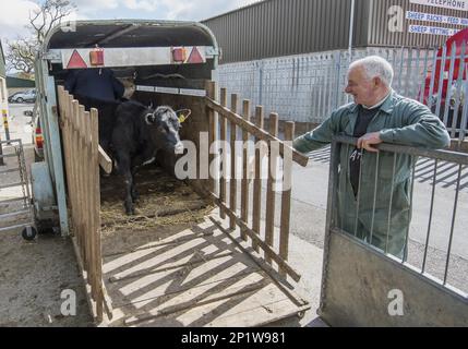 Hausrinder, Kälber, entladen vom Wohnwagen bei der Viehauktion, Brockholes Auction Mart, Preston, Lancashire, England, Vereinigtes Königreich Stockfoto