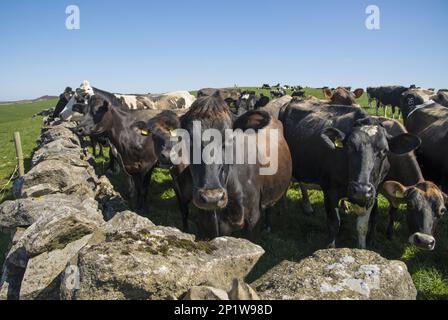 Hausrinder, Milchkühe, Herde mit Blick auf Trockenmauern, Clitheroe, Lancashire, England, Vereinigtes Königreich Stockfoto