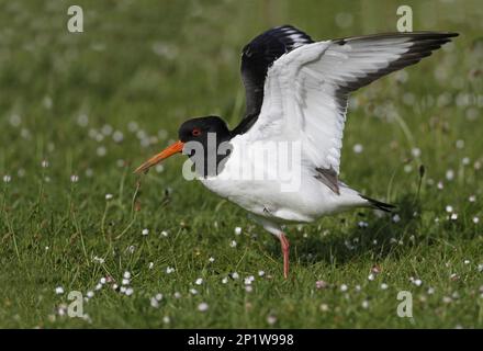 Eurasischer eurasischer Austernweiher (Haematopus ostralegus), ausgewachsen auf blühender Wiese, Stretching Wings, Leicestershire, Mai 2015 Stockfoto