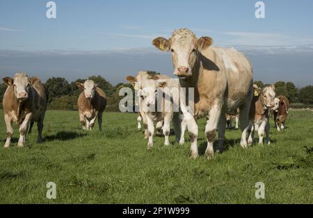 Simmental Rinder, Simmental Fleckvieh, reinrassige Tiere, Nutztiere, Haustiere (Klauentiere), Tiere, Säugetiere, Huftiere, Hausrinder Stockfoto