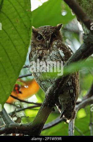 Ausgewachsene guatemaltekische Kreischeule (Megascops guatemalae guatemalae), sitzt auf einem nassen Ast nach Regenfällen, Pico Bonito, Honduras Stockfoto