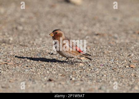 Afrikanischer Crimson-Flügel-Finch (Rhodopechys alienus), männlicher Erwachsener, auf dem Boden stehend, hoher Atlas, Marokko Stockfoto