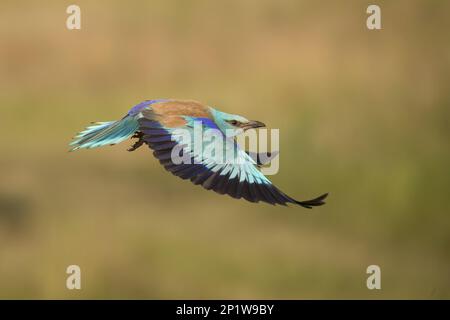 European Roller (Coracias garrulus), ausgewachsener Vogel im Flug, Ungarn Stockfoto