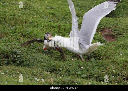 Europäische Heringsmaulmöwe (Larus argentatus), ausgewachsenes Sommerfegetier, greift Papageientaucher (Fratercula artica) an und stiehlt den Fang von Sandaalen Stockfoto