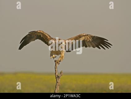 Spanischer Kaiseradler (Aquila adalberti), 2 Jahre alte Landung auf Ast, Frühling, Castilla y Leon, Spanien Stockfoto