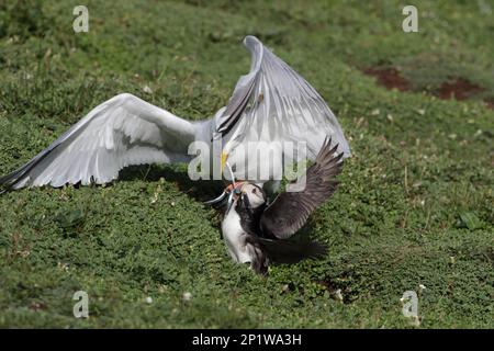 Europäische Heringsmull (larus argentatus), ausgewachsenes Gefieder, greift Puffin (Fratercula artica) wegen seines Sandaalfangs an.Juni. Skokholm. Stockfoto