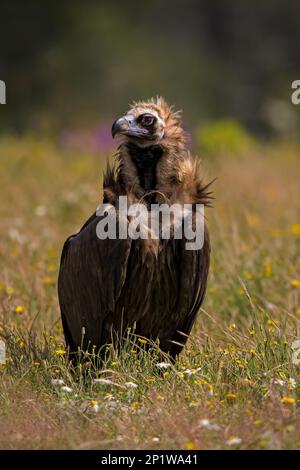 Aegypius monachus, Cowbird-Aasgeier, Aasgeier, Greifvögel, Tiere, Vögel, Schwarzgeier, Sierra de Guadarrama, Madrid, Spanien Stockfoto
