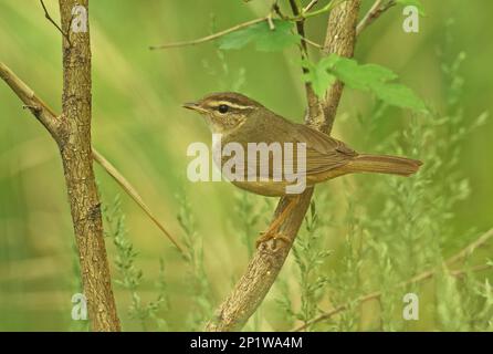 Raddes Warbler (Phylloscopus schwarzi), Singvögel, Tiere, Vögel, Raddes Warbler Erwachsener auf dem Zweig Hebei, China, erforscht im Mai 2016 Stockfoto