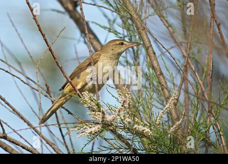 Orientalischer Schilfkämpfer (Acrocephalus orientalis), Singvögel, Tiere, Vögel, orientalischer Schilfkämpfer, Erwachsener hoch oben auf Hebei, China Mai 2016 Stockfoto