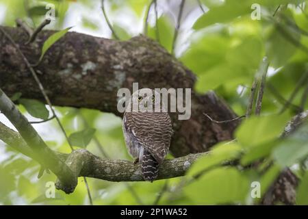 Asiatische Eulen (Glaucidium cuculoides) hoch oben auf einem Ast, Kaziranga-Nationalpark, Assam, Indien Stockfoto