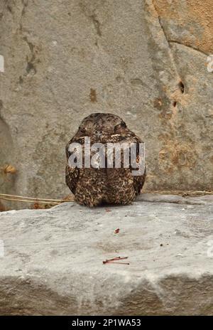 Graues Nachtglas (Caprimulgus indicus), Erwachsener, auf Felsen, Beidaihe, Hebei, China Stockfoto