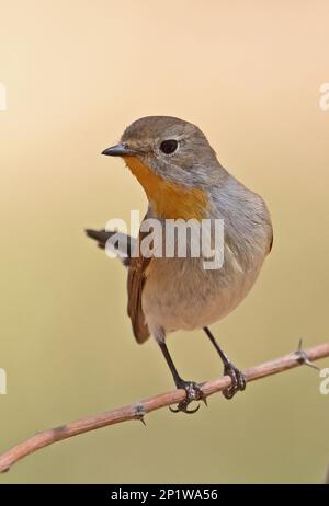 Taiga Flycatcher (Ficedula albicilla) männlich auf einer BranchHebei, China Mai 2016 Stockfoto